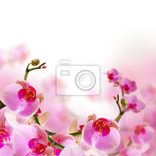 Фотообои - Нежная цветущая орхидея