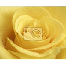 Фотообои - Желтая роза