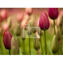 Фотообои - Утренние тюльпаны
