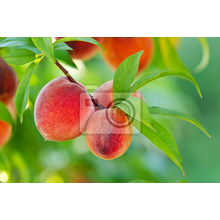 Фотообои - Персики на ветке дерева