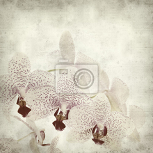 Фотообои - Цветок белой орхидеи на светлом фоне