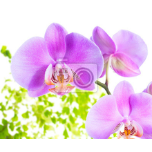 Фотообои -Лиловые орхидеи на светлом фоне
