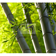 Фотообои - Бамбуковые леса