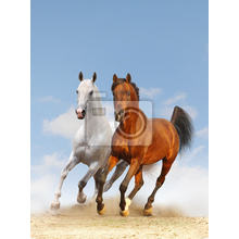 Фотообои - Две лошади