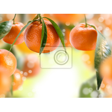 Фотообои - Коллаж с мандаринами