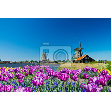 Фотообои - Цветы на фоне ветряной мельницы