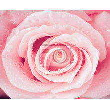 Фотообои - Свежая роза крупным планом