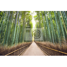 Фотообои для стен - Бамбуковый лес