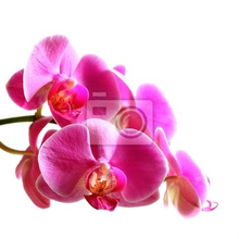 Фотообои - Розовая орхидея