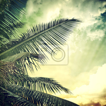 Фотообои - Винтажная пальма и небо