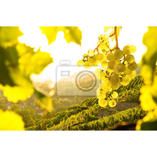 Фотообои - Ветка винограда