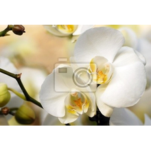 Фотообои - Цветение белой орхидеи