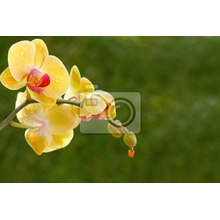 Фотообои - Ветка светло-желтой орхидеи