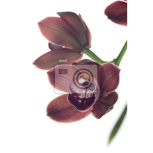 Фотообои - Фиолетовая орхидея