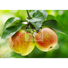 Фотообои с яблоками