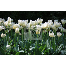 Фотообои с красивыми белыми тюльпанами