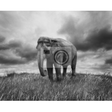 Черно-белые фотообои со слоном