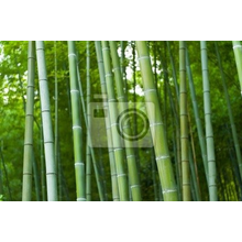 Фотообои - Экзотический бамбуковый лес