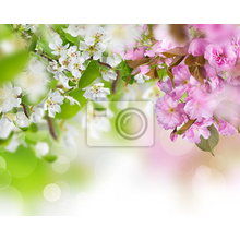 Фотообои - Бело-розовое цветение
