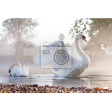 Фотообои с лебедями на озере