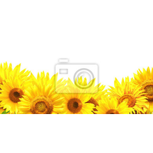 Фотообои - Цветы солнца