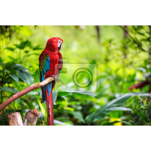 Фотообои - Яркий тропический попугай