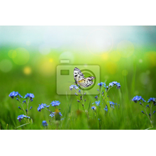 Фотообои - Бабочка, цветы и трава