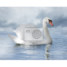 Фотообои для стен - Белый лебедь