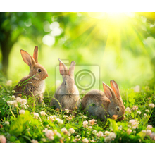Фотообои с кроликами