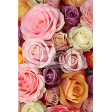 Фотообои - Разноцветные розы в пастельных тонах