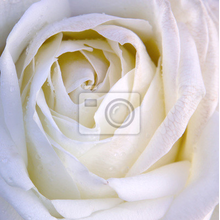 Фотообои с белой розой