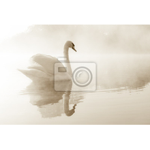 Фотообои - Великолепный лебедь