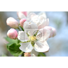 Фотообои - Цветок яблони - Макро