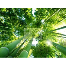 Фотообои для потолка с бамбуковым лесом