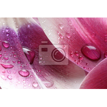 Фотообои - Капли воды на лепестке тюльпана
