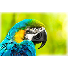 Фотообои - Экзотический попугай