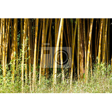 Фотообои - Желтый бамбуковый лес