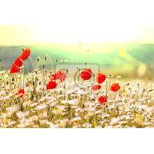 Фотообои - Маки с ромашками в поле