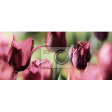 Фотообои - Бардовые тюльпаны