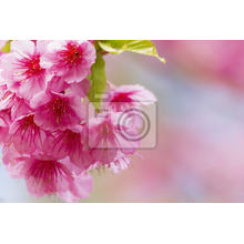 Фотообои - Цветение вишни - Макро