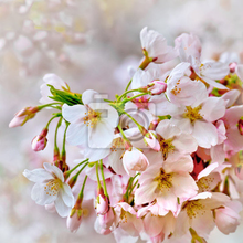 Фотообои - Цветки сакуры