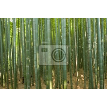 Фотообои на стену - Чаща бамбука