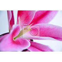 Фотообои - Розовый цветок