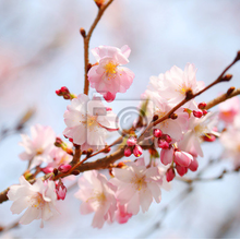 Фотообои - Сакура весной