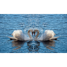 Фотообои - Влюбленные лебеди