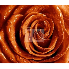 Фотообои - Красивая роза с каплями воды