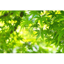 Фотообои - Зеленые кленовые листья