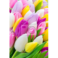 Фотообои - Разноцветные тюльпаны