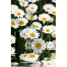Фотообои - Цветы, отражающиеся от воды