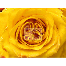 Фотообои - Желтая роза крупным планом